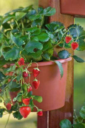 Gardener's Supply Company Strawberries are excellent container plants. Everbearing or day neutral varieties will provide fruit to harvest throughout the growing season.