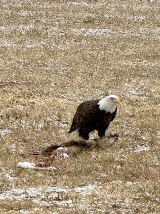 <b>Blauvelt, of Hamburg, spotted this bald eagle on his way home the day the species was delisted in New Jersey.</b>