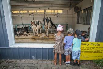 <b>Children visit cows at the Milking Parlor, where there are live demonstrations. (Photos provided)</b>