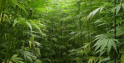 New legislation enacts a NJ program to permit hemp growth for industrial use.