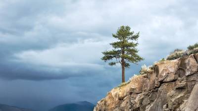 Perched Tree by Roger Rosales