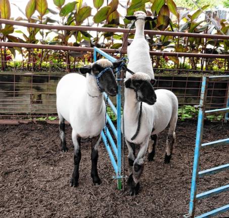 <b>Contestants await their turn in the ring. (Photo by Nancy Madacsi)</b>