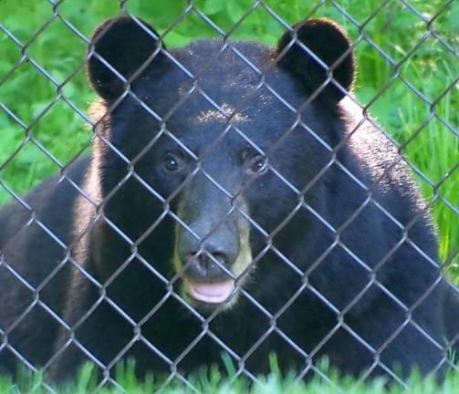 Protect New Jersey Black Bears!