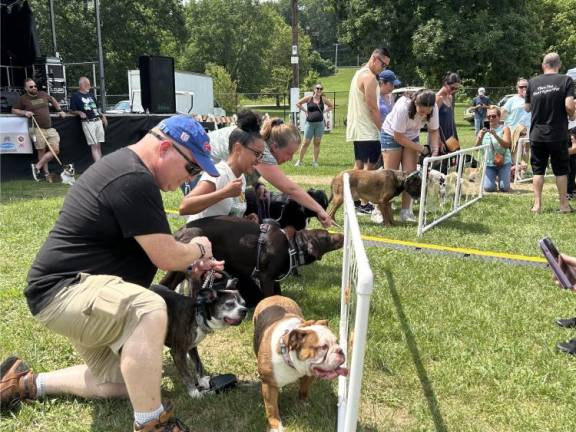 Dogs licking in the peanut butter eating contest.