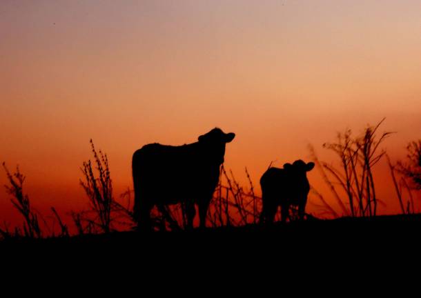 Photo by Gale Miko Cows are shown in the sunset in Wantage.