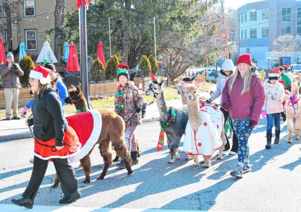 The Awesome Alpaca Adventurers walk in the Holiday Parade on Saturday, Nov. 30 in Newton. (Photos by Maria Kovic)