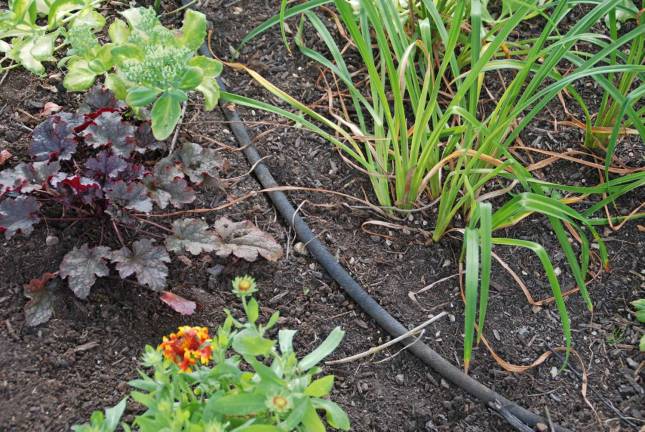Melinda Myers, LLC Soaker hoses save water by applying the water directly to the soil where it is needed.
