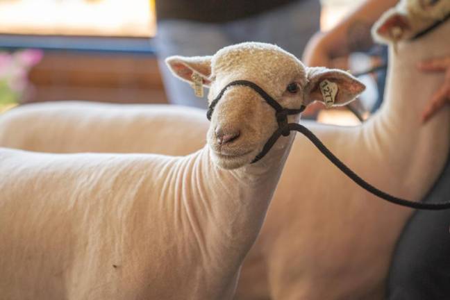 Crossword Puzzle: Can you find these animals at the fair?